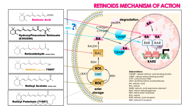 Figure 2. Metabolism and mechanism of action of retinoids