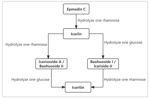 Realationship of icariin related active ingredient