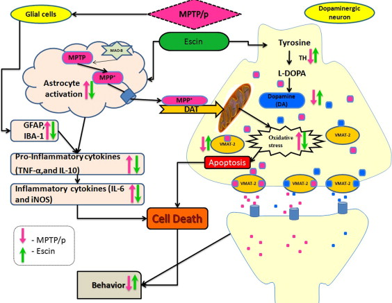 Figure. Escin benefits in anti-inflammation