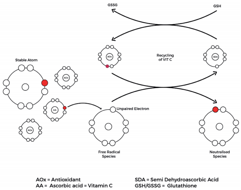 Figure. Glutathione Benefits for Anti-oxidation