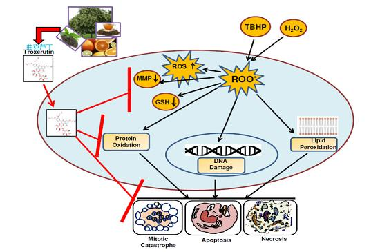 Figure. Troxerutin mechanism in scavenges free radicals