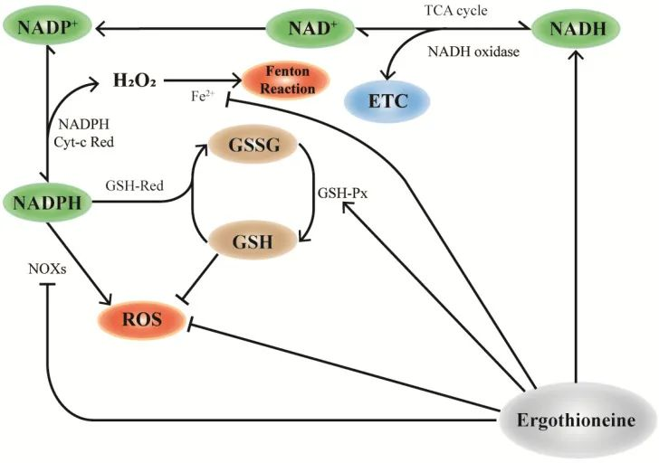 Glutathione Mechanism for Cosmetics Uses