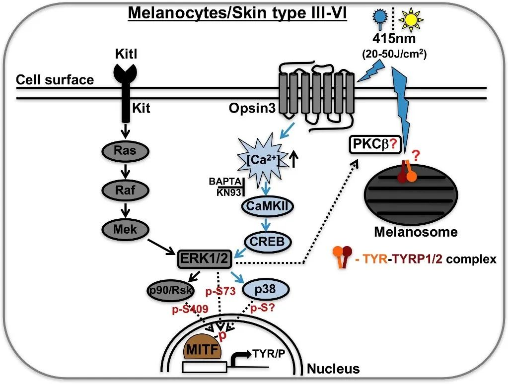 Figure 2. blue light causes skin pigmentation