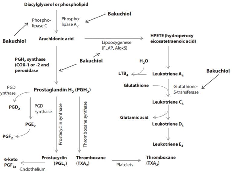 Bakuchiol inhibits multiple sites in pro-inflammatory arachidonic acid pathway