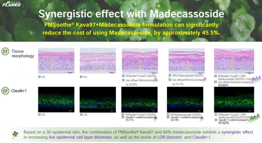 Validation Results of Tissue Morphology and Barrier-Related Indicators | Plamed