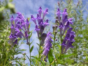 the soure of Plamed's Product Scutellaria Baicalensis Root Extract
