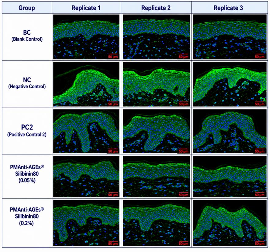 Immunofluorescence Results for AGEs (CML) | Plamed