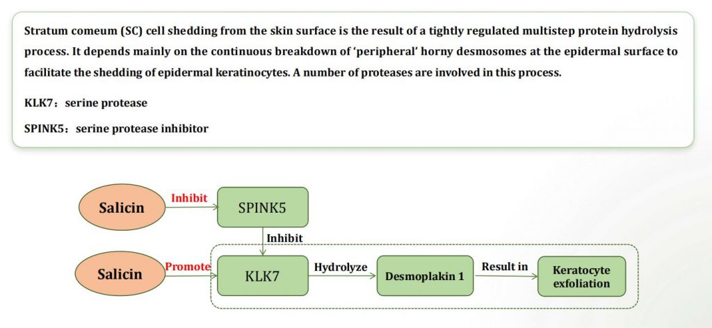 KLK7 SPINK5 Dual-Target Regulation Mechanism | Plamed