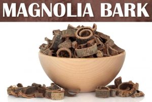 the soure of Plamed's Product Magnolia Bark Extract