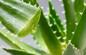 the soure of Plamed's Product Aloe Barbadensis Leaf Extract