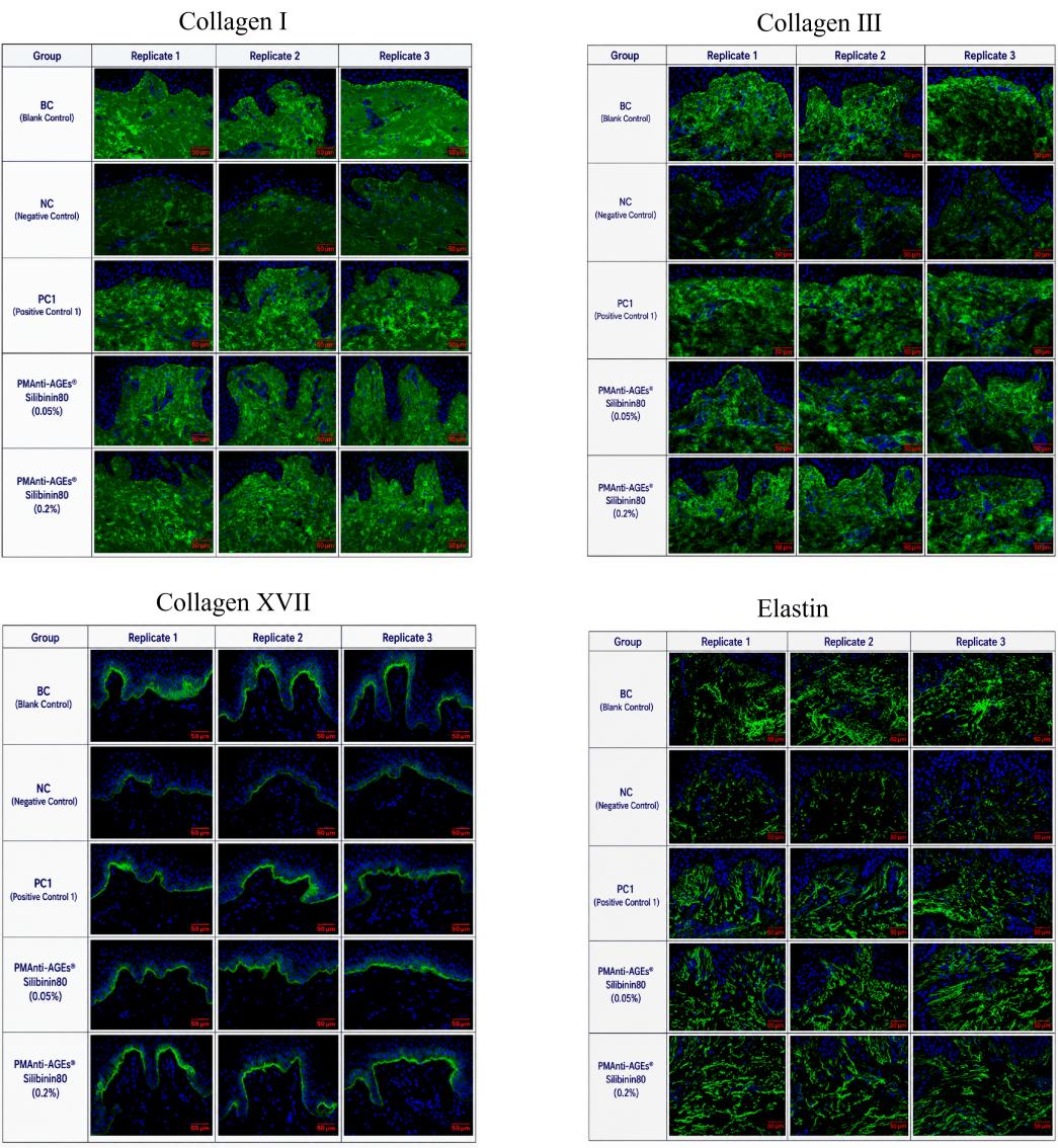 Immunofluorescence Results for Collagen I / III / XVII and Elastin | Plamed