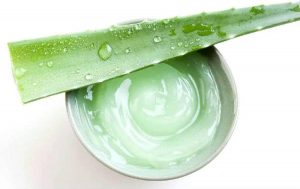the picture of Aloe Vera | Plamed