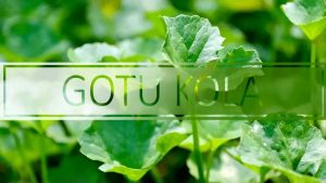 the soure of Plamed's product Gotu Kola Extract