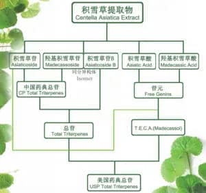 the introdction of Centrella Asiatica Extract