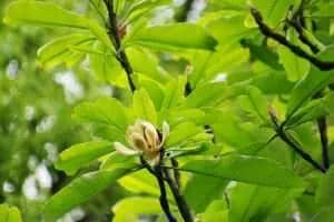 the soure of Plamed's Product Honokiol: Magnolia officinalis