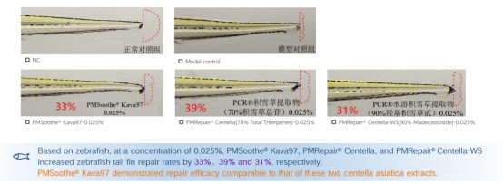 Zebrafish Tail Fin Repair Results | Plamed