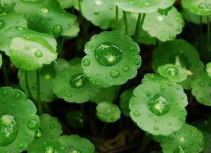 the picture of Centella | Plamed