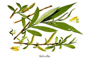 the picture of Salix Alba