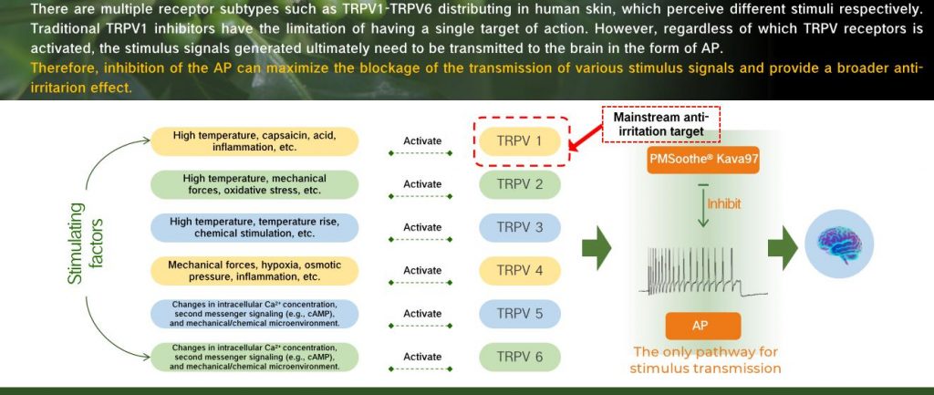 Limitations of Inhibiting TRPV1 (Taking the TRPV Family as an Example)