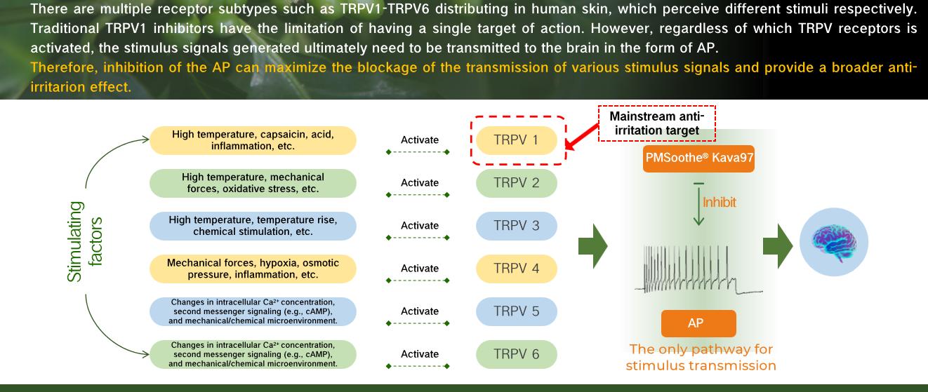 Limitations of Inhibiting TRPV1 (Taking the TRPV Family as an Example)