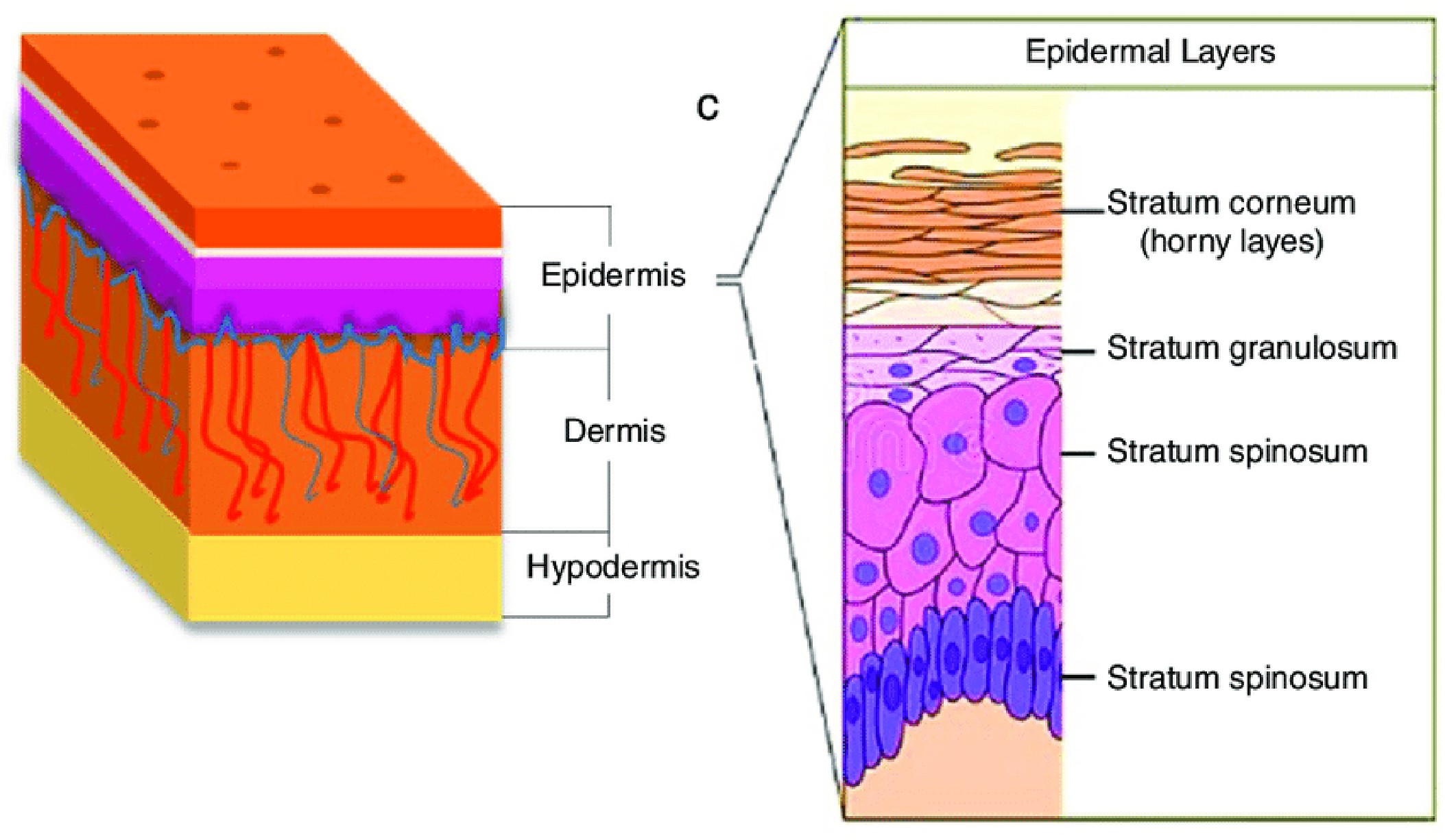 Skin layer breakdown diagram | Plamed