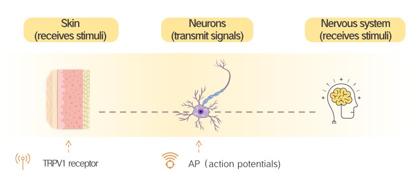 Schematic Diagram of Stimulus Signal Transmission