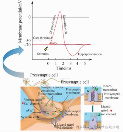 Schematic Diagram of Neuronal AP Signal Generation