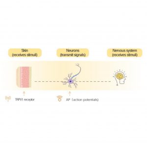 Schematic Diagram of Stimulus Signal Transmission | Plamed